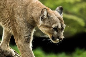 Cães de vida livre alteram comportamento de onças-pardas e acendem alerta para conservação