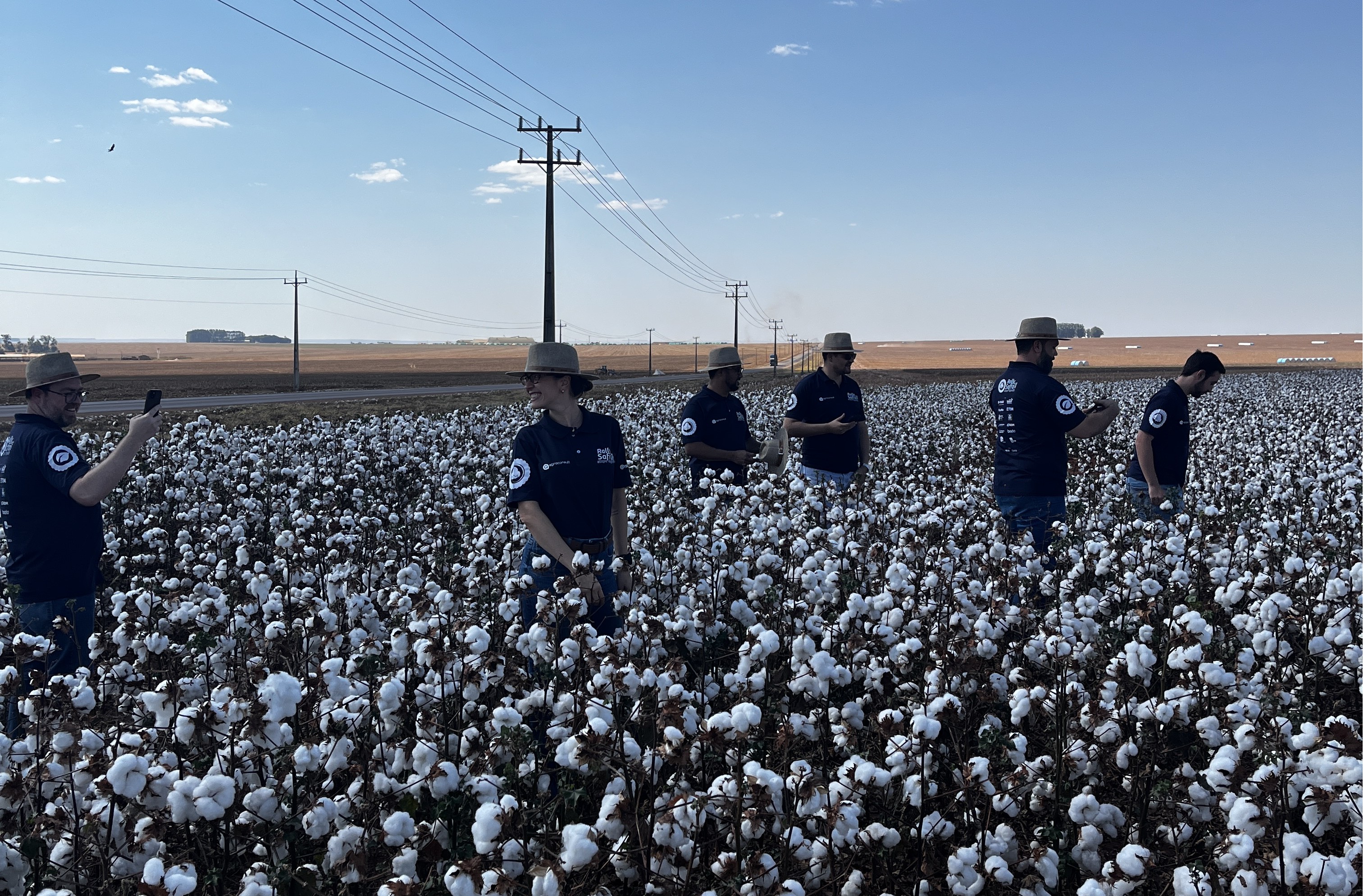 Brasil planta menos algodão, mas deve colher produtividade recorde