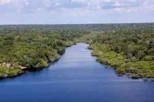 BNDES financia R$ 200 milhões para ampliar restauração ecológica na Amazônia em parceria com a Mombak