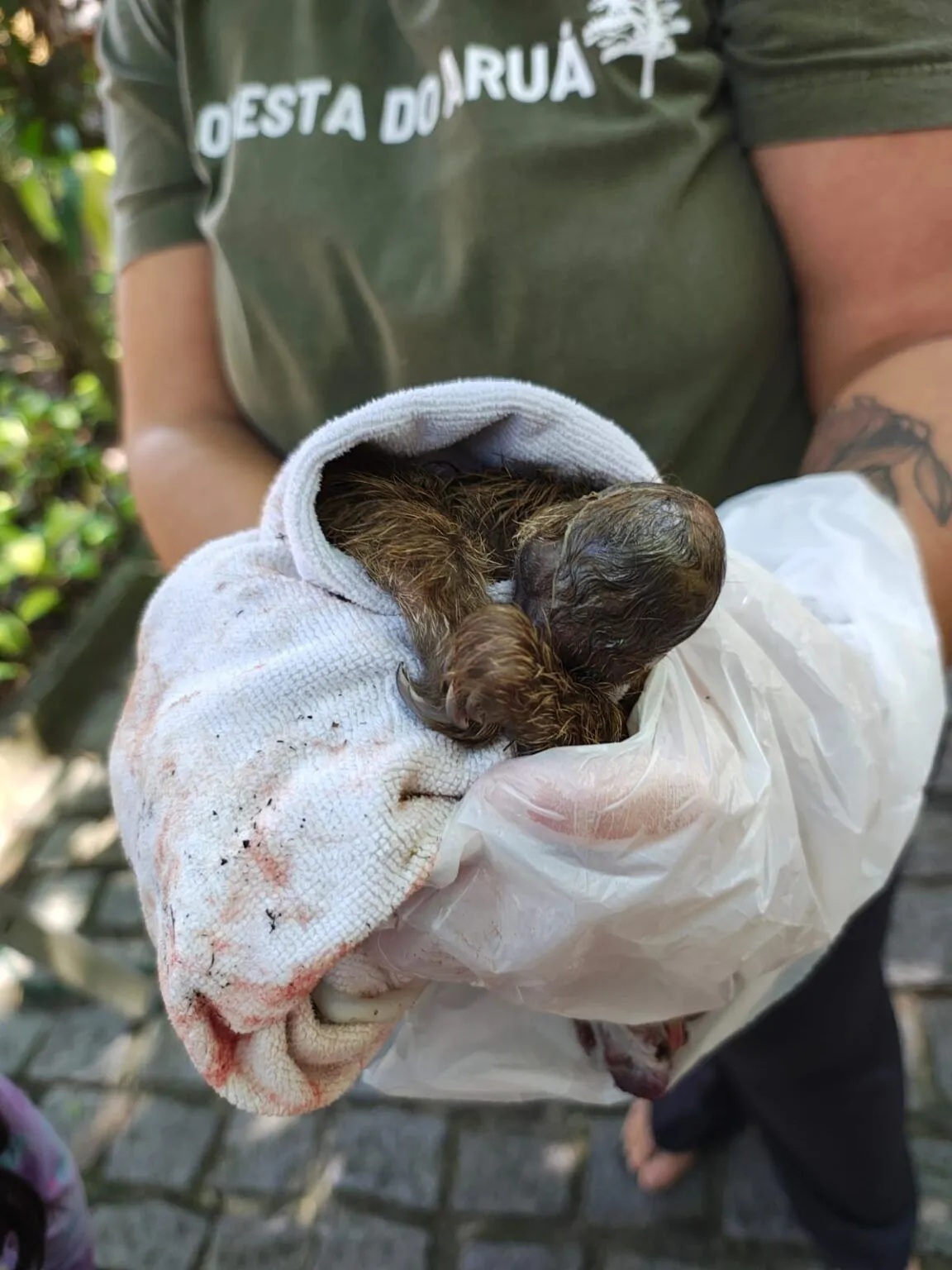 Preguiça-de-coleira que nasceu no hotel foi o primeiro nascimento da espécie registrado em ambiente natural