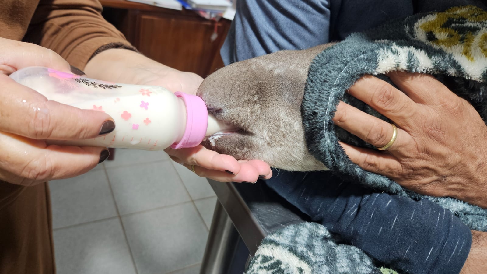 Timótea: filhote de anta resgatada pela Fundação Florestal ganha quatro quilos e se recupera de cirurgia