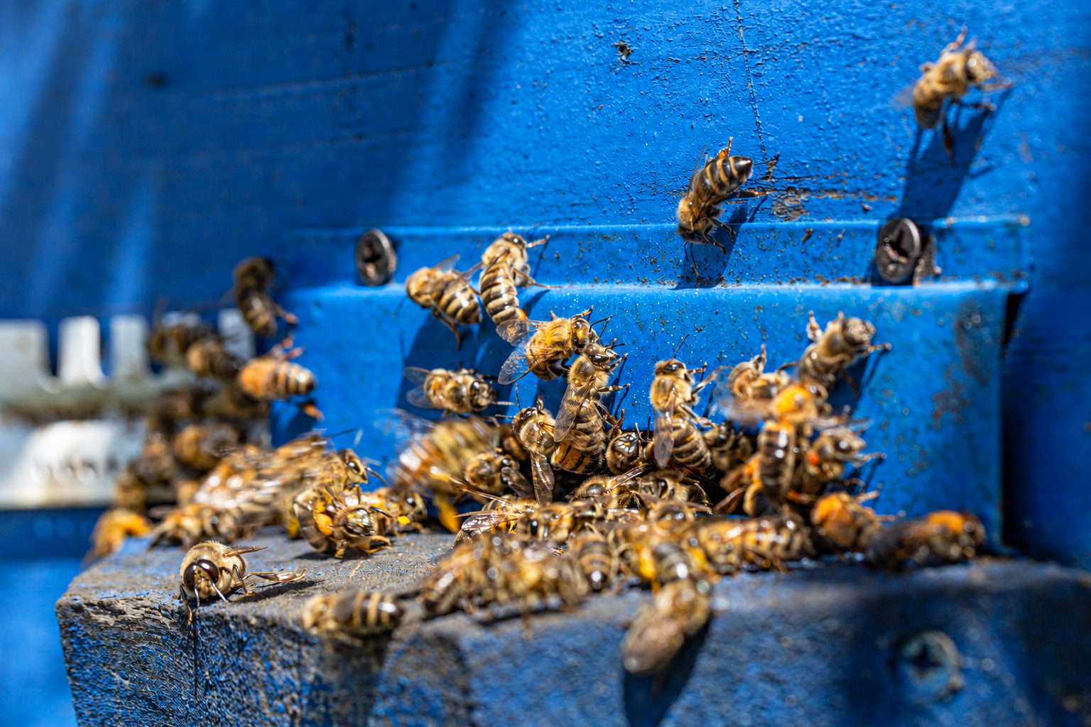 Abelhas fortalecem a produção agrícola e reforçam importância da convivência entre apicultura e agricultura